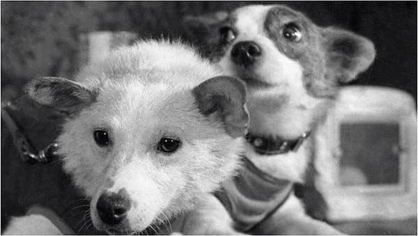 17. Дальнейшая жизнь Белки и Стрелки прошла в вольере Института авиационной и космической медицины.