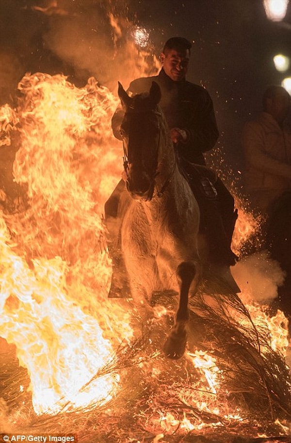 10. Благодаря скорости прыжка животные не получают травм от языков пламени