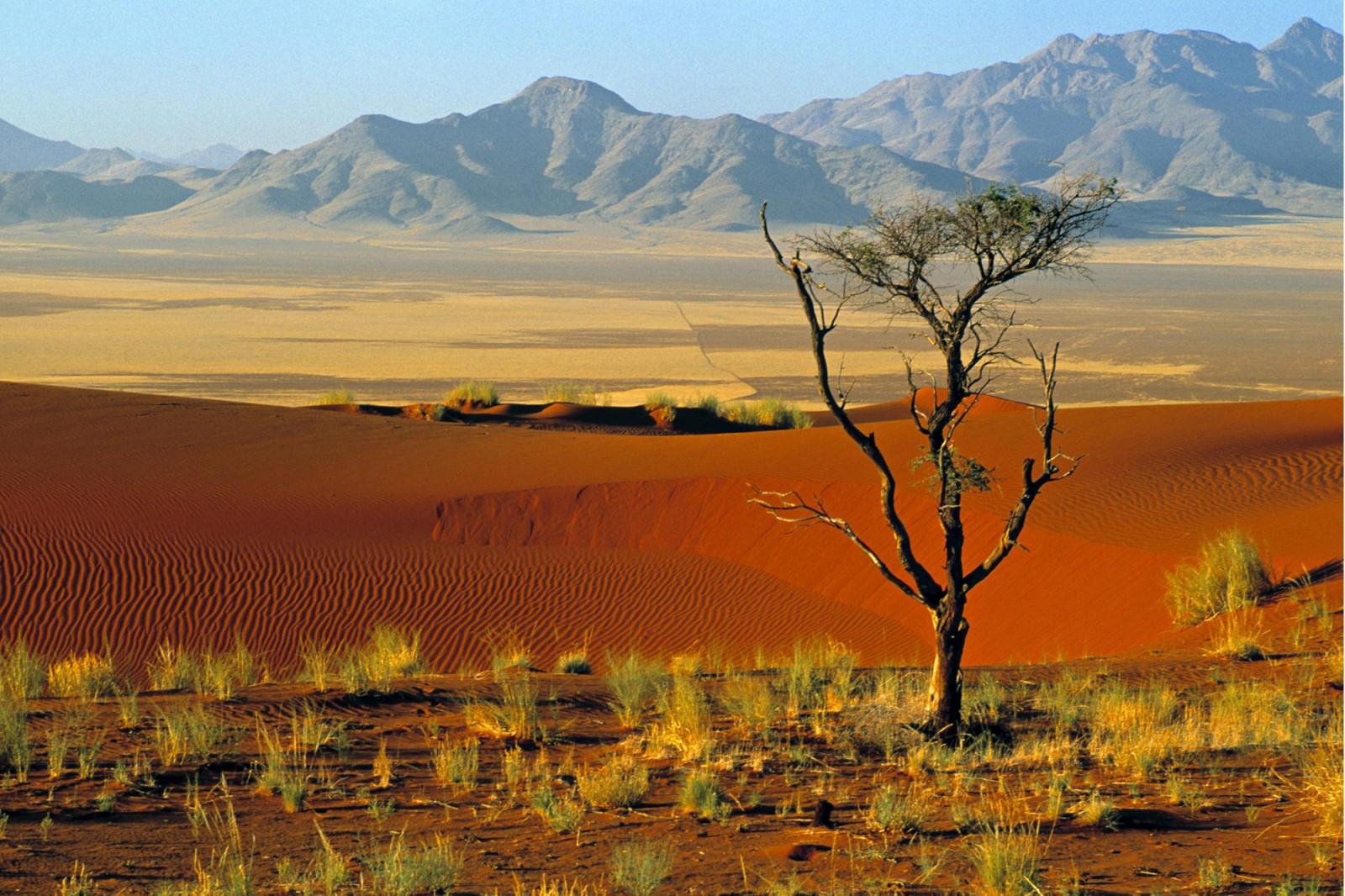 Tok Tokkie, NamibRand Reserve, Namib Desert, Namibia без смс