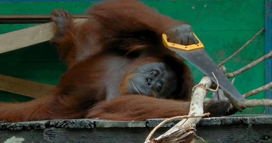 Орангутан пилит дерево, как заправский столяр!