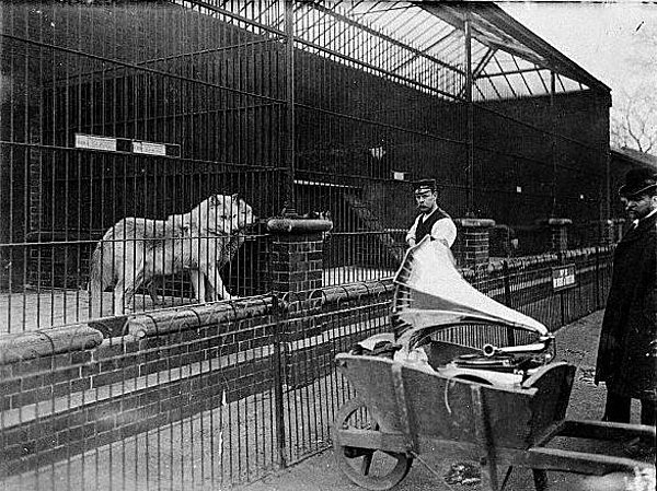 12. 18. yüzyıl İngiltere'sinde hayvanat bahçesi giriş ücretleri kedi ya da köpek olarak ödenebiliyordu. Parkta yer almaları için değil, aslanlara yem olmaları için.