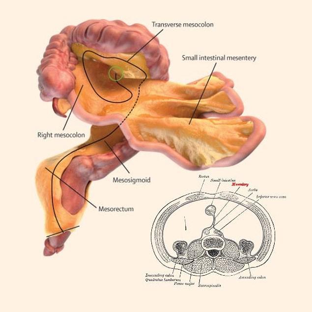 The latest research, however, suggests that the mesentery is not a fragmented structure, but a continuous organ.