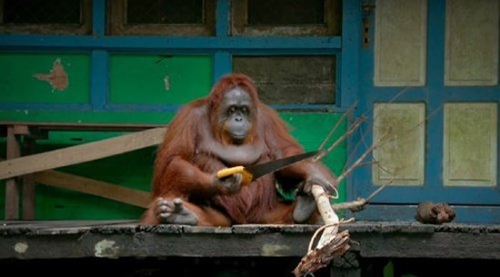 Testere ile Odun Kesmesini Öğrenen Orangutan