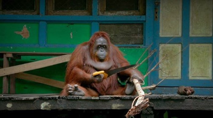 Testere ile Odun Kesmesini Öğrenen Orangutan