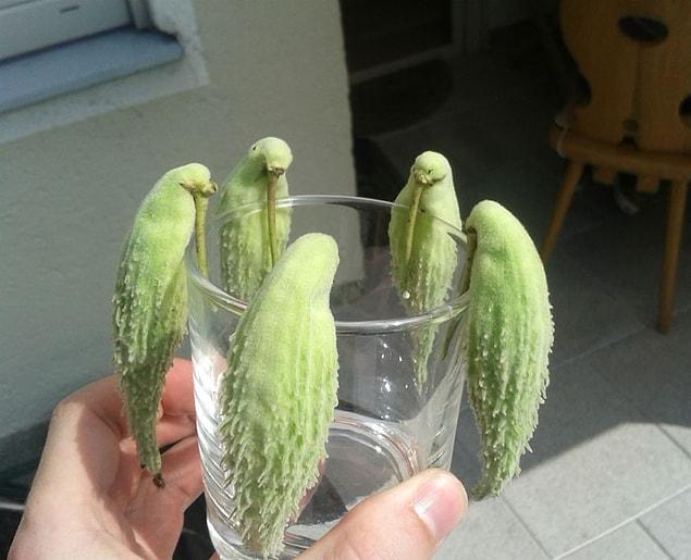 3. These weird fruits working undercover as parrots!