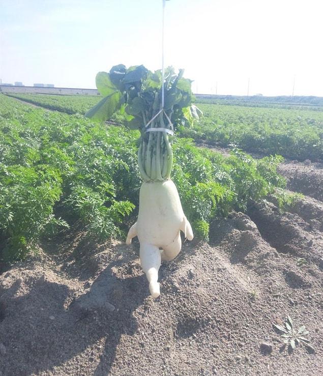 6. This radish is coming for you!