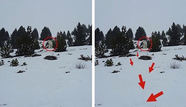 8. Неужели йети?