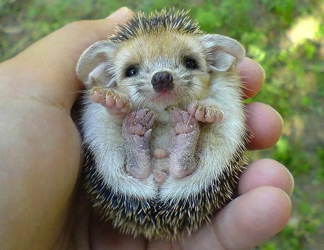 Hedgehogs have never been so cute!