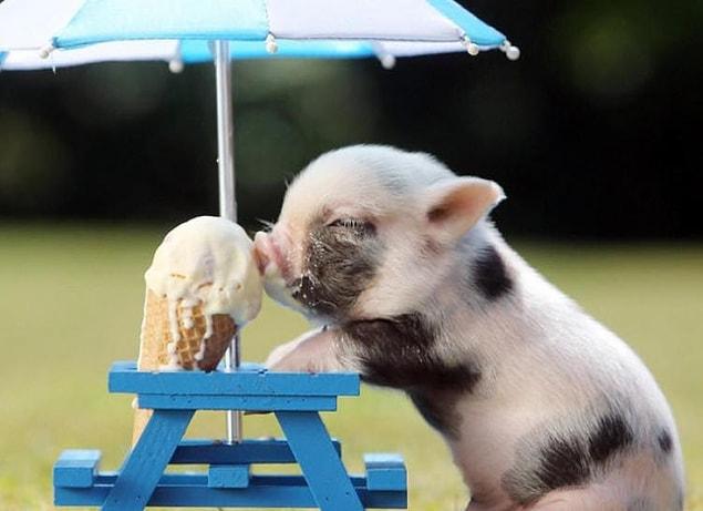 This little piggy is having a great day.