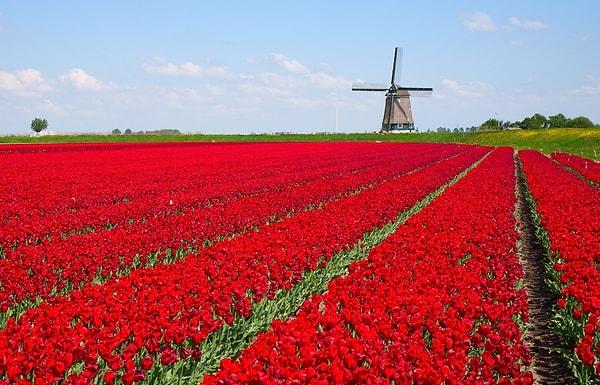 10. Tarımsal üretim deyince akla çiçek üretimi de gelmeli kuşkusuz. Hollanda, şu anda dünyanın en büyük çiçek üreticisi.