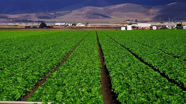 Açıklanan verilerine göre dünya genelinde en fazla tarım sektörü ihracatını ABD yapıyor
