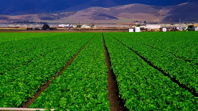 Açıklanan verilerine göre dünya genelinde en fazla tarım sektörü ihracatını ABD yapıyor