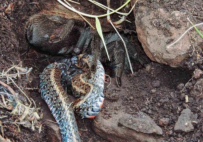 Öldürdüğü Yılanı Sıvılaştırarak Yiyen Ürkütücü Bir Katil: Tarantula