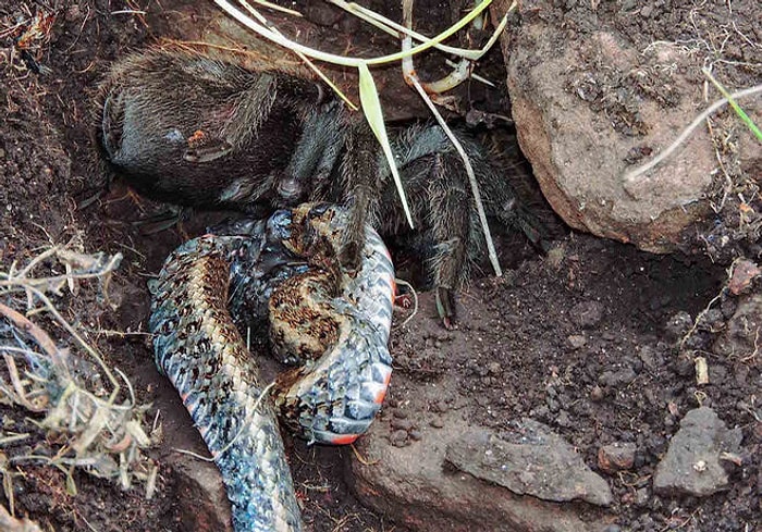 Öldürdüğü Yılanı Sıvılaştırarak Yiyen Ürkütücü Bir Katil: Tarantula