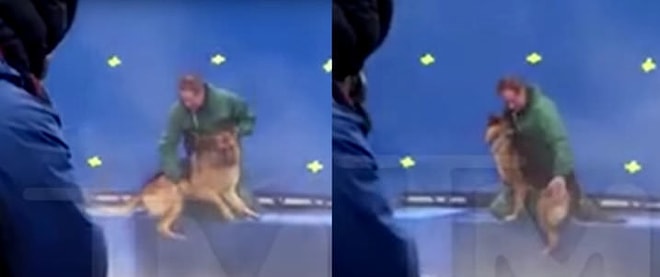 A Dog's Purpose Filminin Setinde Büyük Skandal!