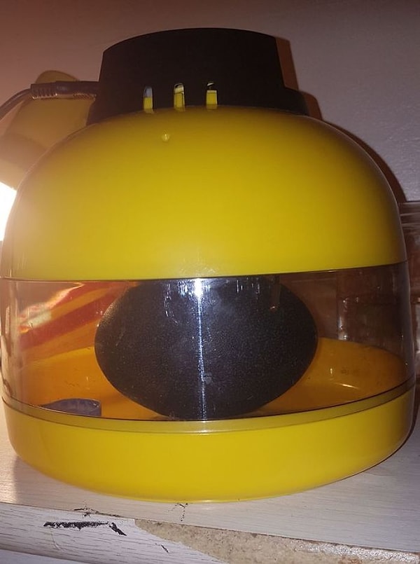 3. Она держала яйцо Кевина в домашнем инкубаторе в течение 47 дней, взвешивая и поворачивая его каждый день