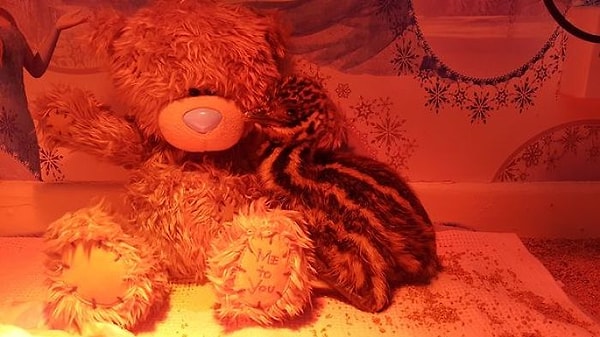 6. "Когда Кевин вылупился, я сразу же почувствовала, насколько сильно он нуждается в защите и уходе", – делится Шарлотта