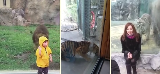 Kapatıldığı Kafesten Bunalıp Ziyaretçilere Saldırı Girişiminde Bulunan Hayvanlar