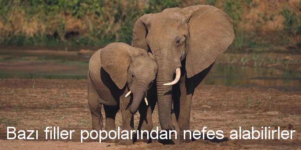 Bu Doğru Yanlış Testi Beyninizi Yakacak!