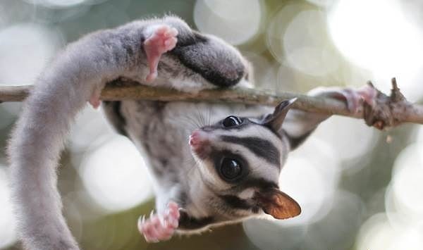 6. Сахарный поссум