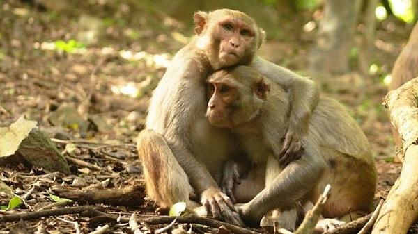Bizim gibi primatlar da dahil olmak üzere, bazı memeliler hayatlarını sosyal gruplar halinde geçirmeye başladıkça düzenli cinsel ilişkiler başlamış oldu.