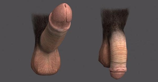 Evrimsel süreçte klitoris yok olursa, penisin de yok olma ihtimali var!