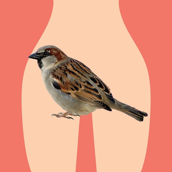 14. Италия — "Passera" — Воробей