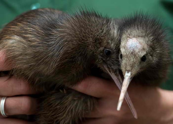 Австралийцы научились этому у птичек киви.