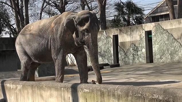 After this, a campaign was started so that Hanako would be transferred to an area where elephants live in Thailand, which is also a sacred location. 300 thousand people signed the petition.
