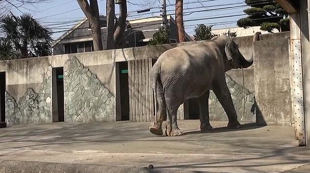 In June, 2016, Hanako was found on the ground by the zoo keepers and they tried to help her up.