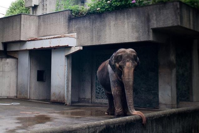 Elephants are naturally supposed to lead a social life alongside their families. However, Hanako was deprived of all emotional connections for the entirety of her sad life.