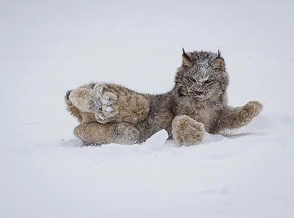 4. Великолепная канадская рысь. Вот это лапки!