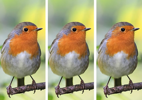 4. У какой из представленных малиновок есть отличие?