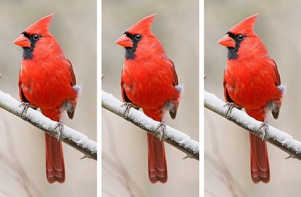 6. У какой из этих кардиналовых птиц есть отличие?
