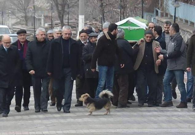 After Mehmet's body arrived home, Cesur remained close by, refusing to budge. When a procession formed to carry the coffin to a local mosque for the funeral, the dog insisted on leading the way.