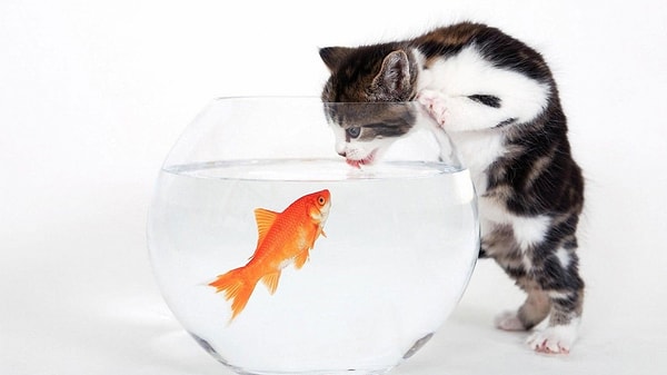 9. А ещё, вопреки всем стереотипам, кошки ненавидят рыбу. В дикой природе они её не едят вовсе, поскольку боятся воды и не могут словить рыбёшек.