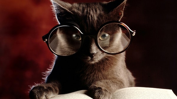 19. Примерно 1/3 часть хозяев считают, что кошки способны читать их мысли.