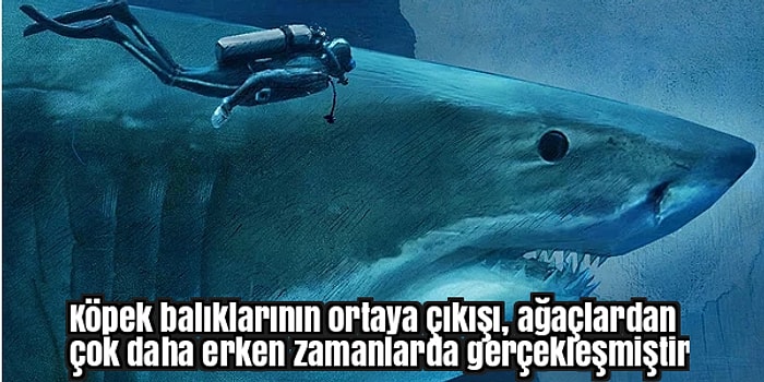 Kulağa Uydurma Gibi Gelen ve Doğru Olduğunu Öğrendiğinizde Çok Şaşıracağınız 19 Bilgi