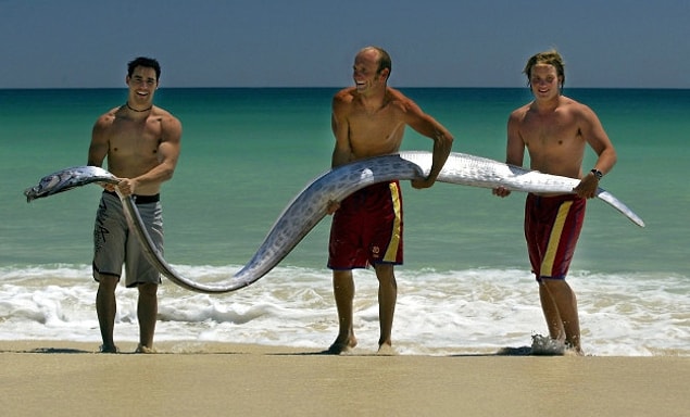 1. Oar fish