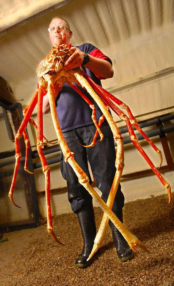 4. The Japanese spider crab