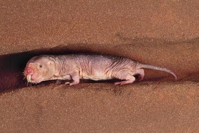 10. Naked mole rat