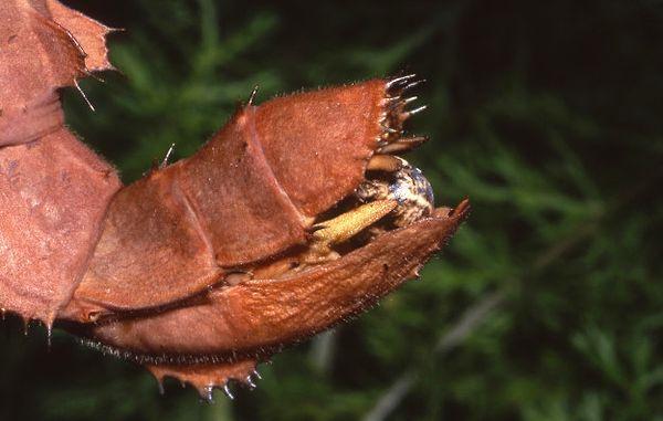21. Spiny leaf insect