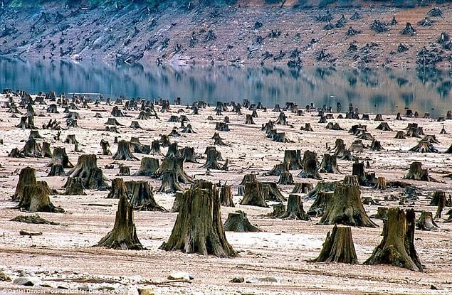 11. In Oregon, this thousand year old forest fell victim to the chainsaw for a new dam.