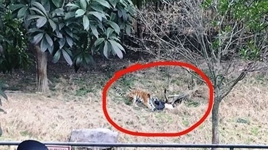 Karısı ve Çocuğunun Gözleri Önünde Kaplanların Saldırısı ile Hayatını Kaybeden Adam