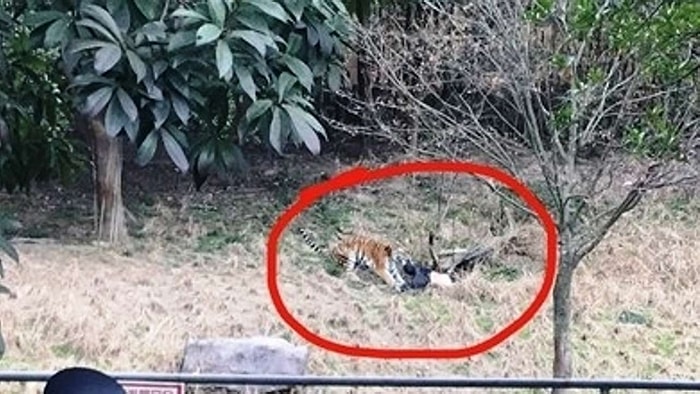 Karısı ve Çocuğunun Gözleri Önünde Kaplanların Saldırısı ile Hayatını Kaybeden Adam