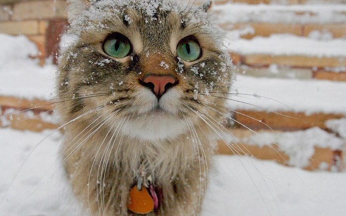 Bu Soğuk Kış Günlerinde Sokaktaki Dostlarımızı da Hatırlayan Güzel İnsanlar
