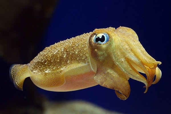 19. У кальмаров есть мозг, пока они маленькие, а потом он за ненадобностью отмирает.