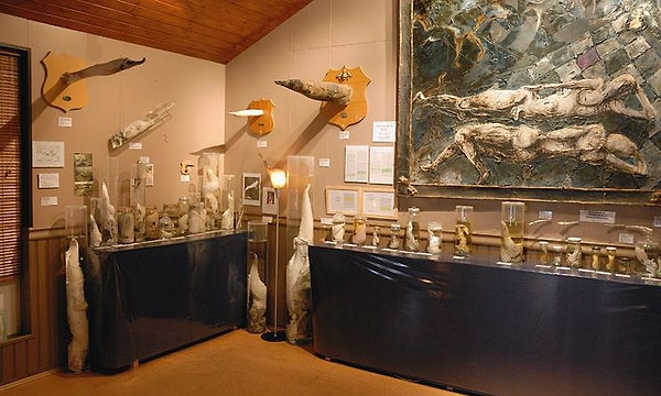 17. В Исландии есть музей пенисов, в котором содержится самая большая в мире коллекция фаллосов - 280 экспонатов.