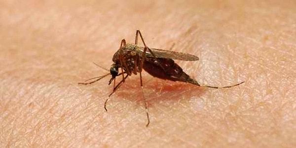 13. Sivrisinekler işkence amacıyla kullanılırdı.