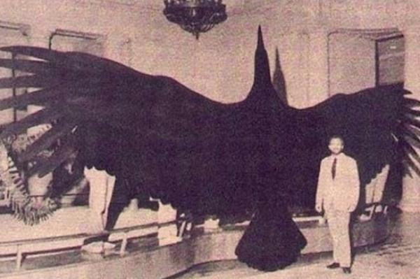 14. Muhtemelen dünya üzerinde var olan en büyük kuş ''Argentavis''.